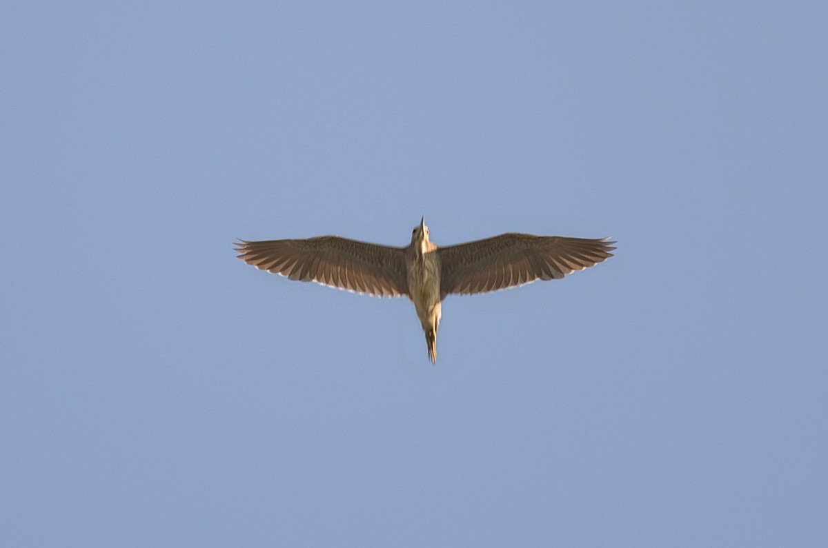 Black-crowned Night Heron - ML219500591