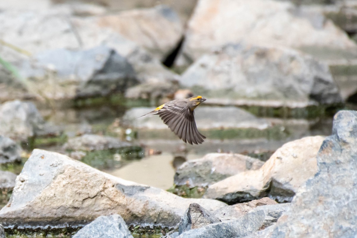 House Finch - ML219500921