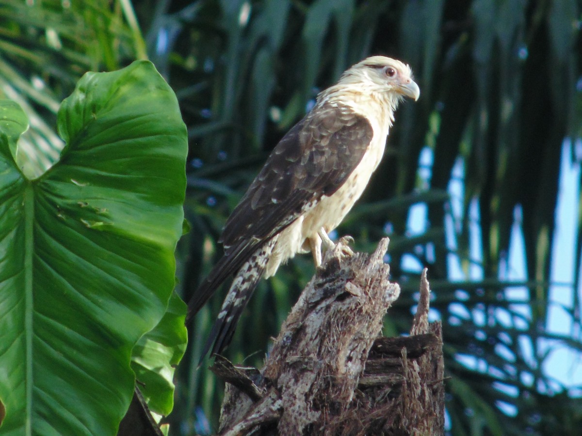 Caracara Chimachima - ML219503881