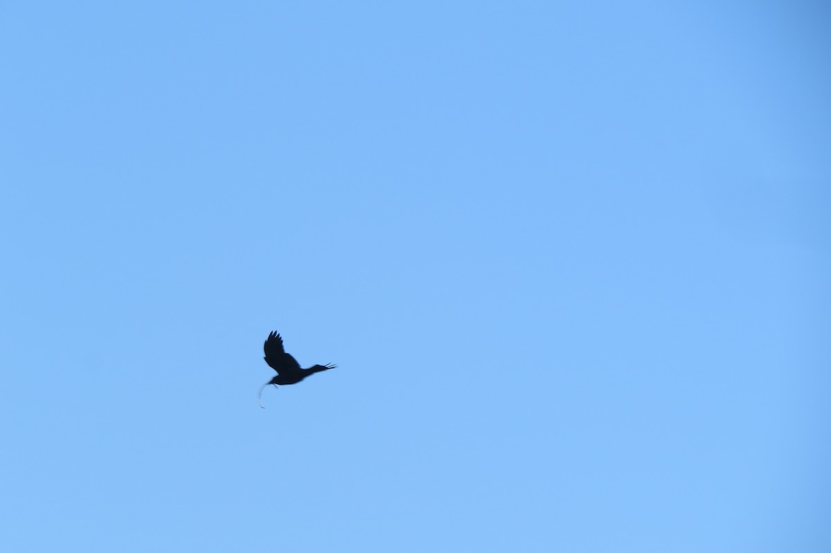 American Crow - ML219504201