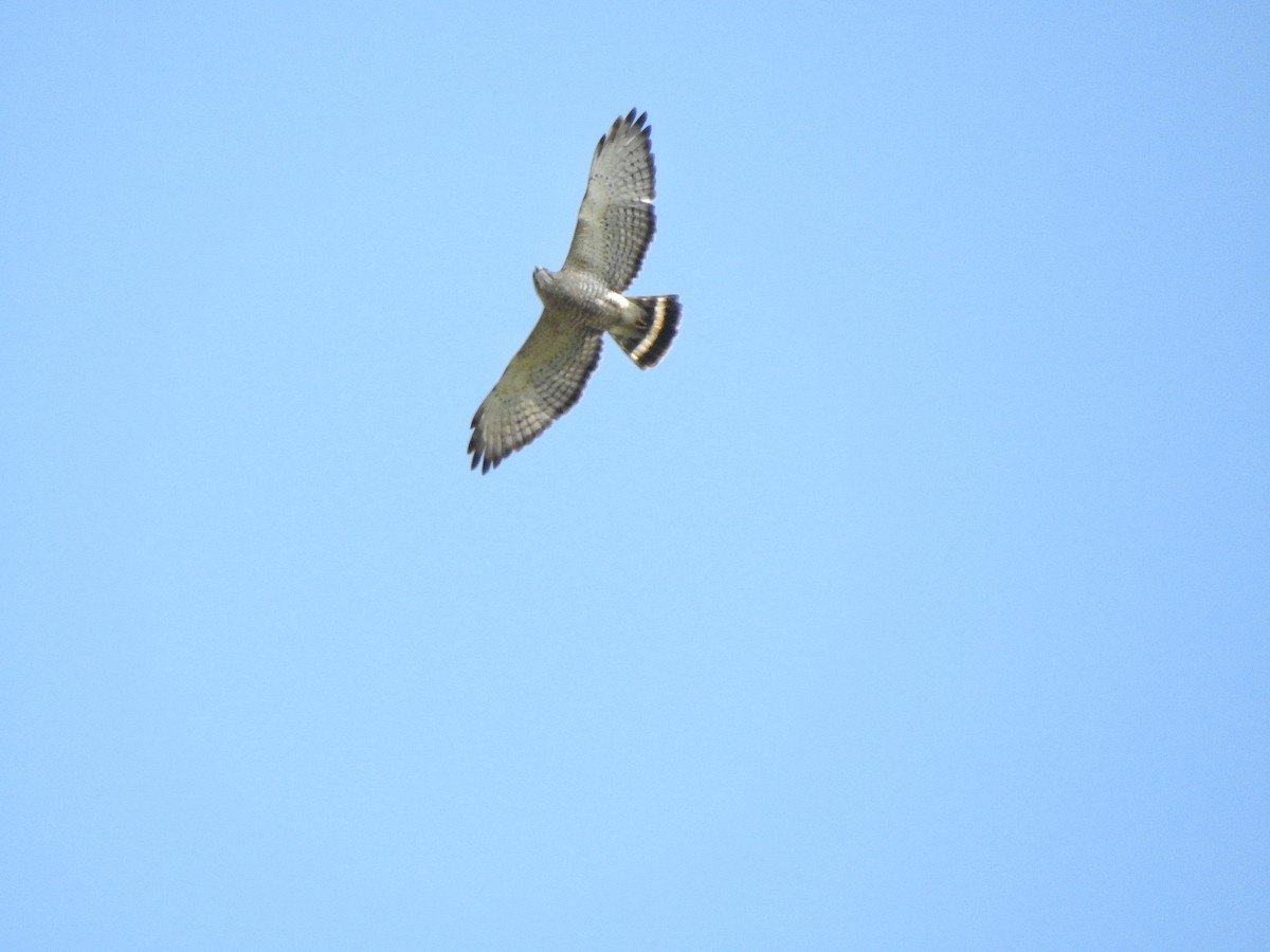 Broad-winged Hawk - ML219504671