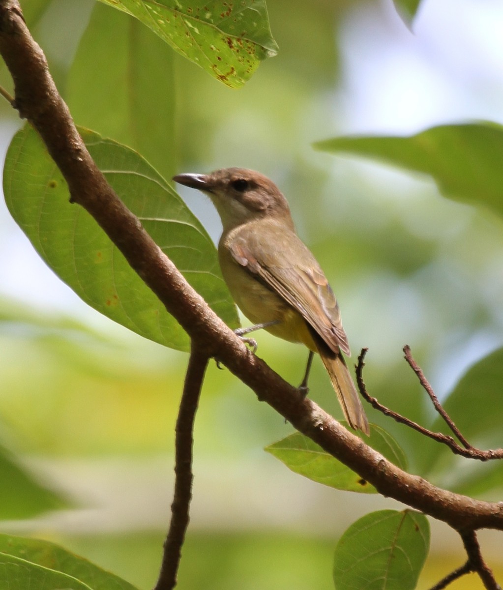 Fawn-breasted Whistler - Colin Trainor