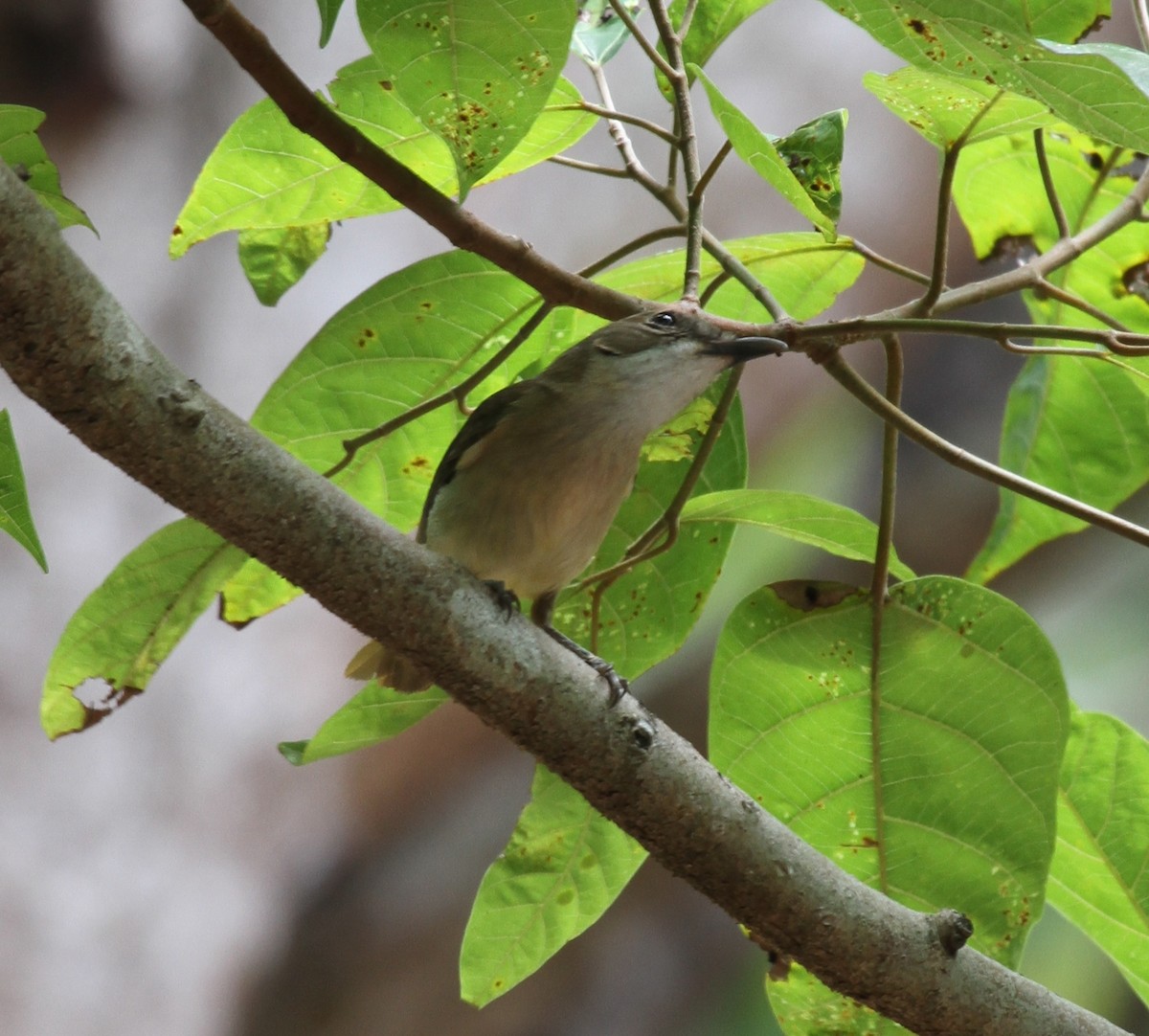 Fawn-breasted Whistler - Colin Trainor