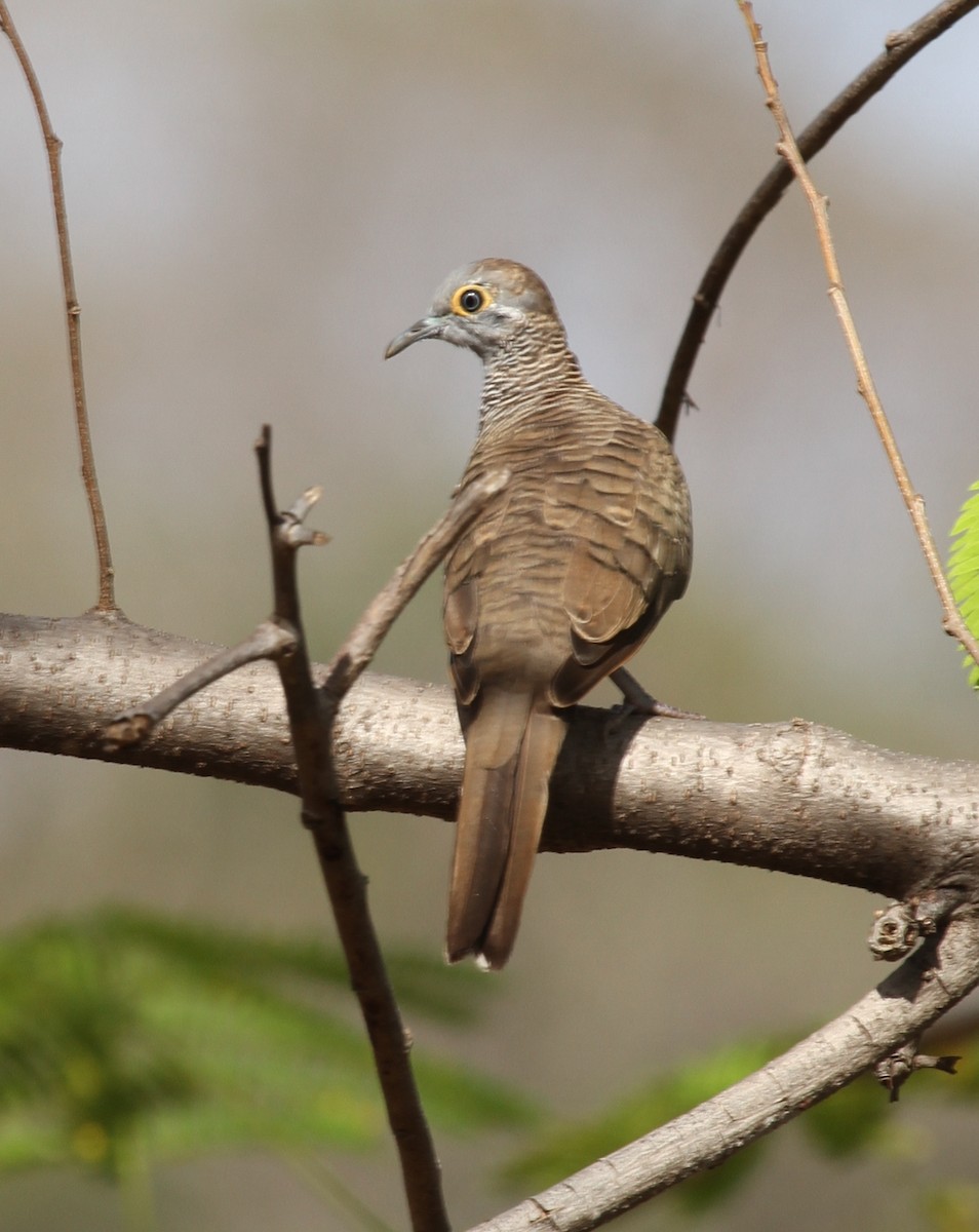 Barred Dove - ML219510691