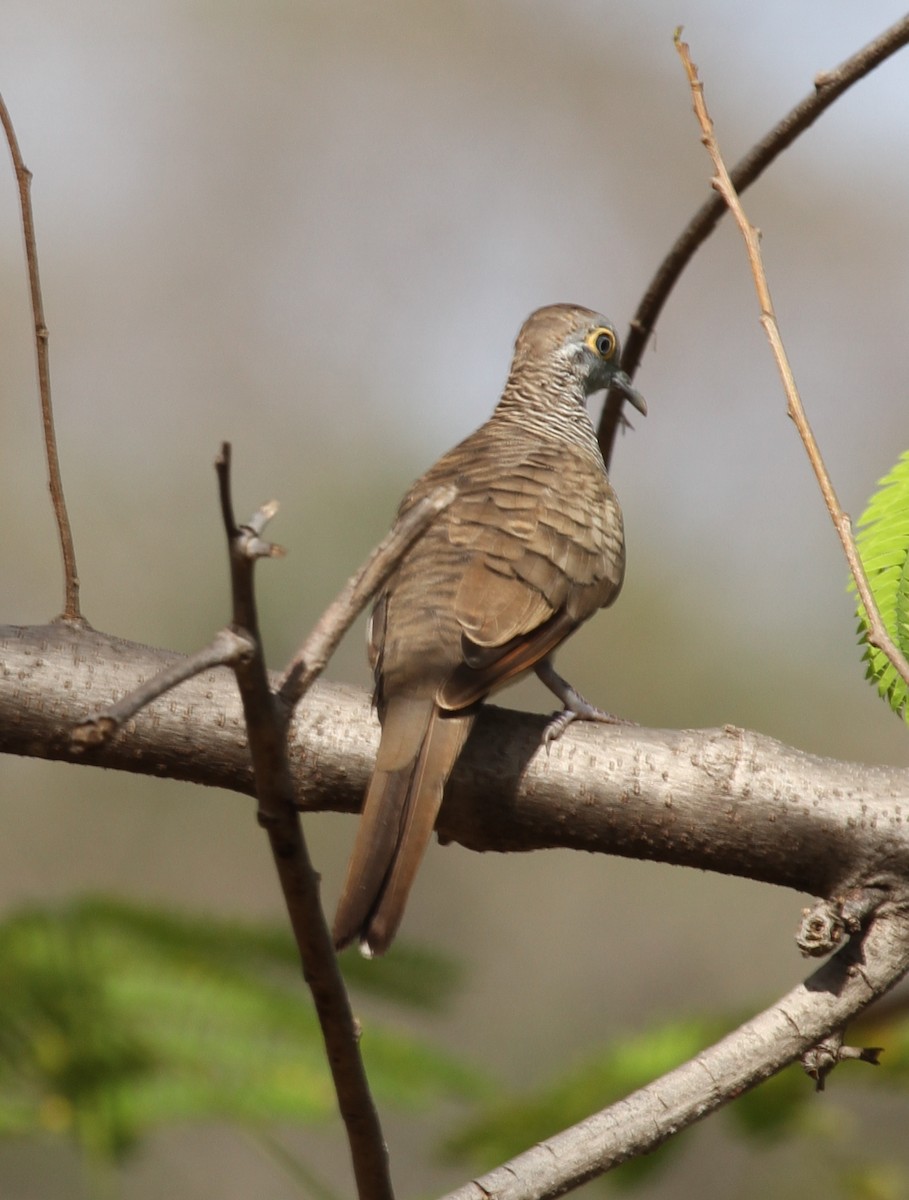 Barred Dove - ML219510701