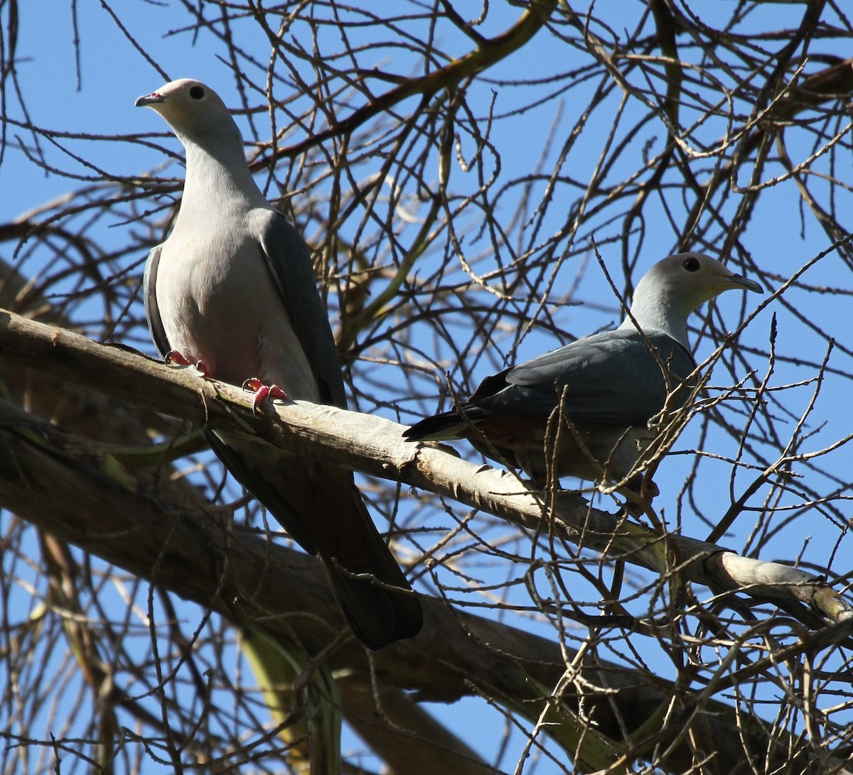 Pink-headed Imperial-Pigeon - ML219513551