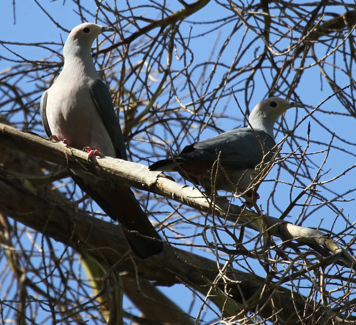 Pink-headed Imperial-Pigeon - ML219513561