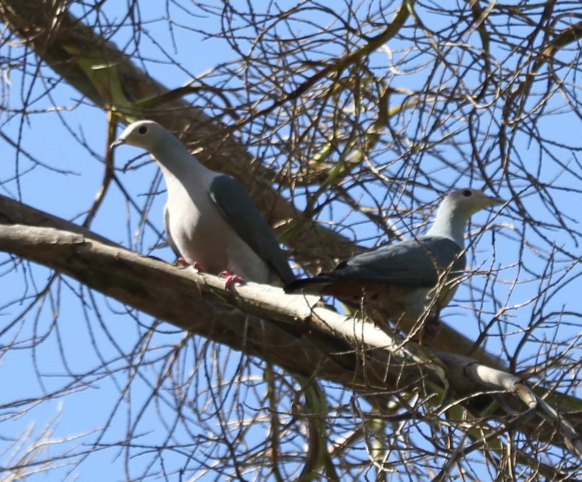 Pink-headed Imperial-Pigeon - ML219513571