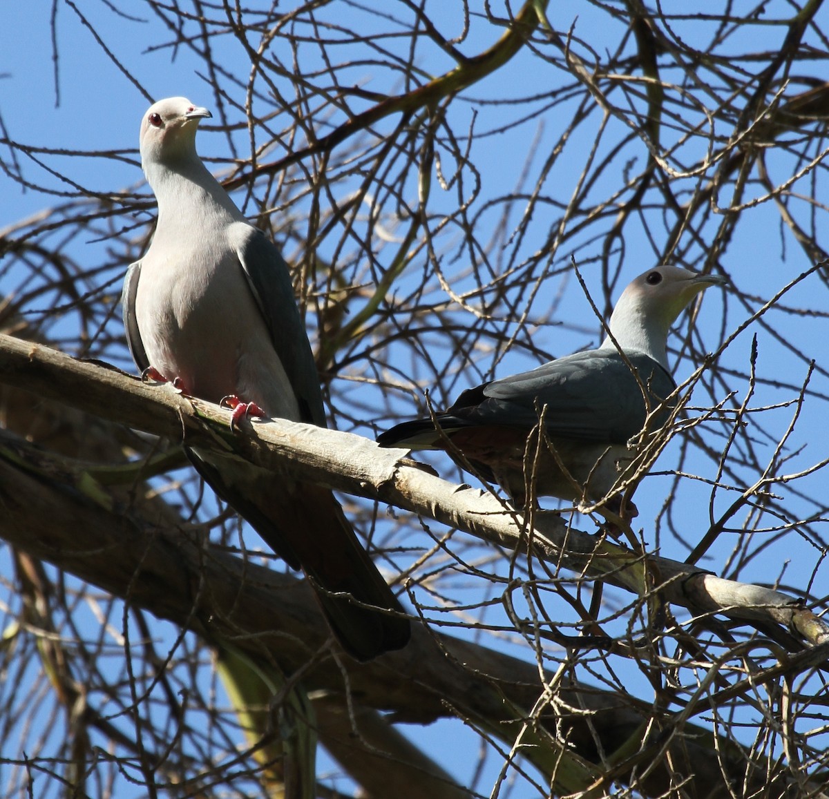 Pink-headed Imperial-Pigeon - ML219513581