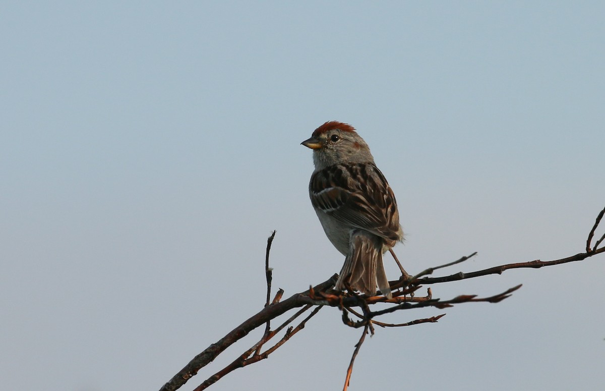 American Tree Sparrow - ML219514861