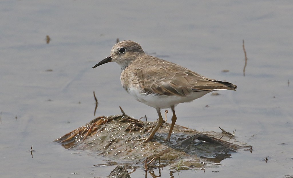 Temminck's Stint - ML219515241