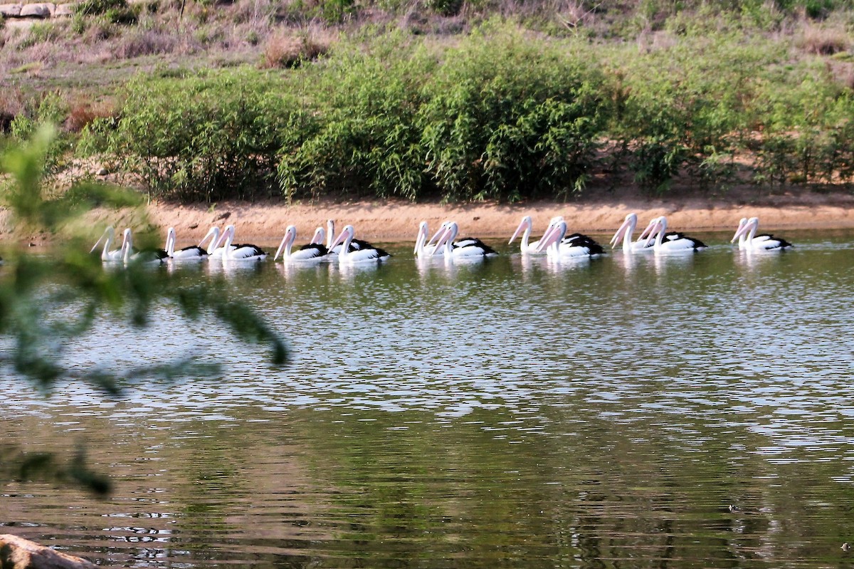 pelikán australský - ML219515731