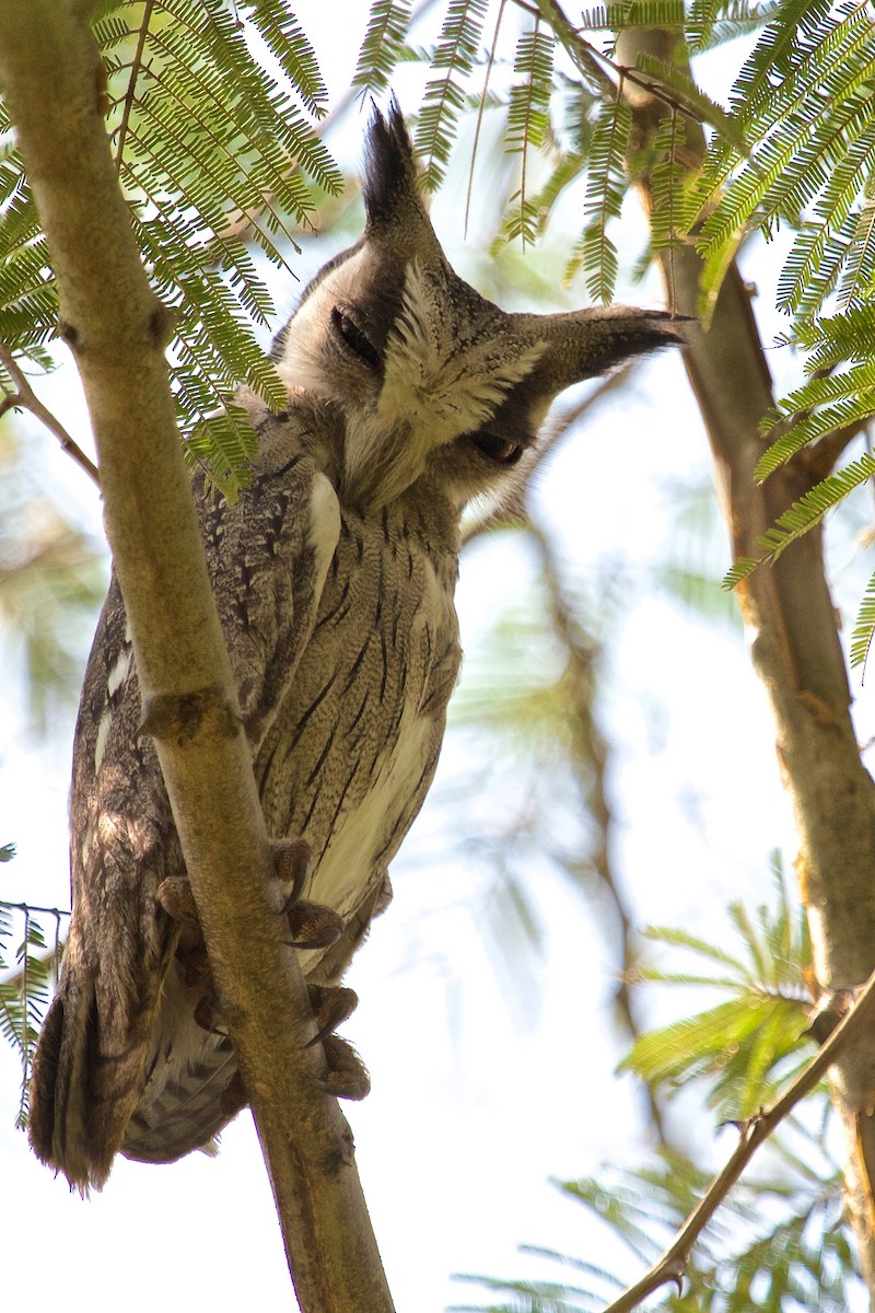Southern White-faced Owl - ML219516071