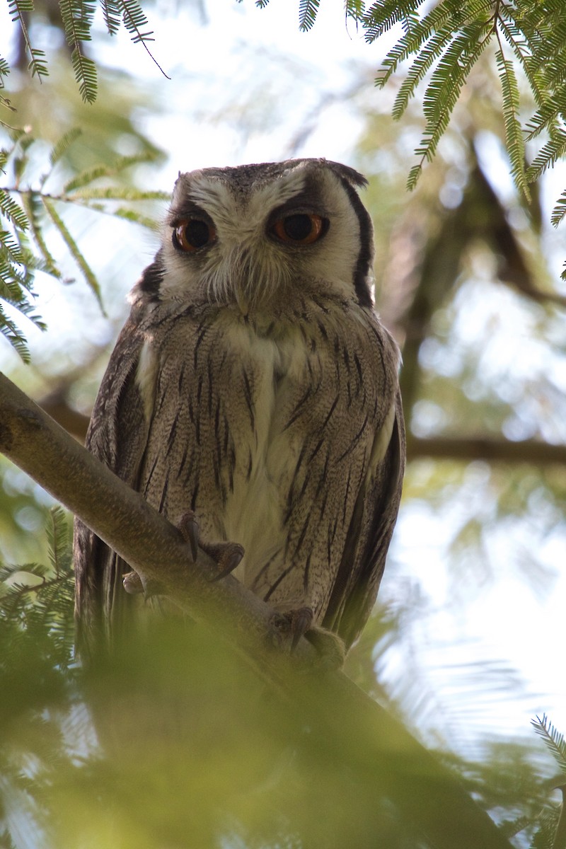 Southern White-faced Owl - ML219516081