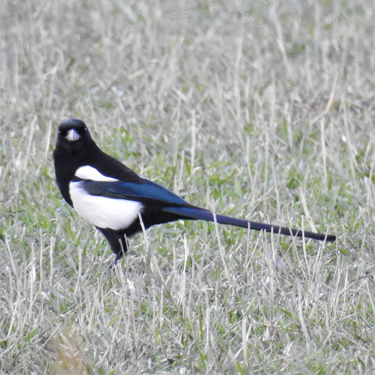 Black-billed Magpie - ML219516321