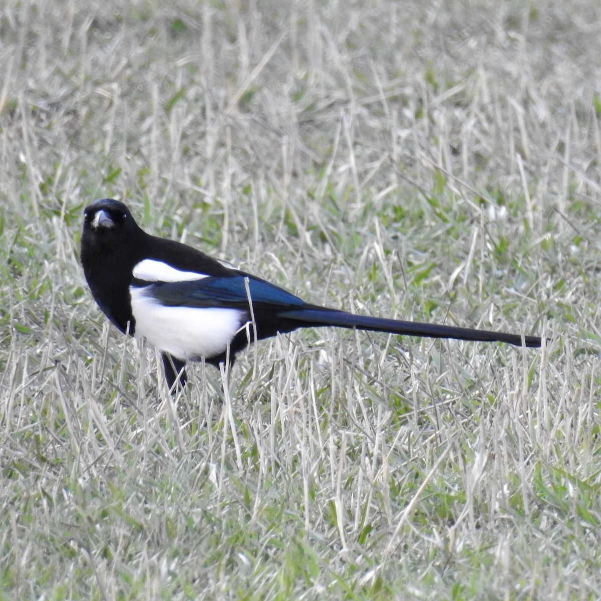 Black-billed Magpie - ML219516341