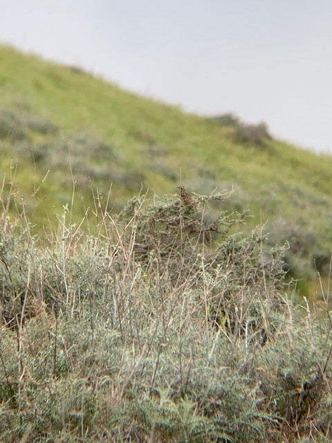 Wood Lark - shmuel yaacobov