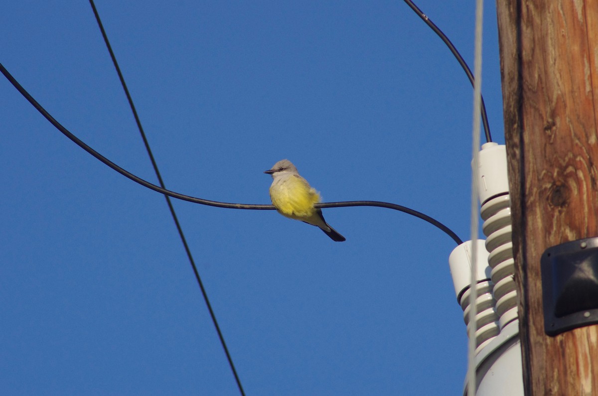 Western Kingbird - ML219519121