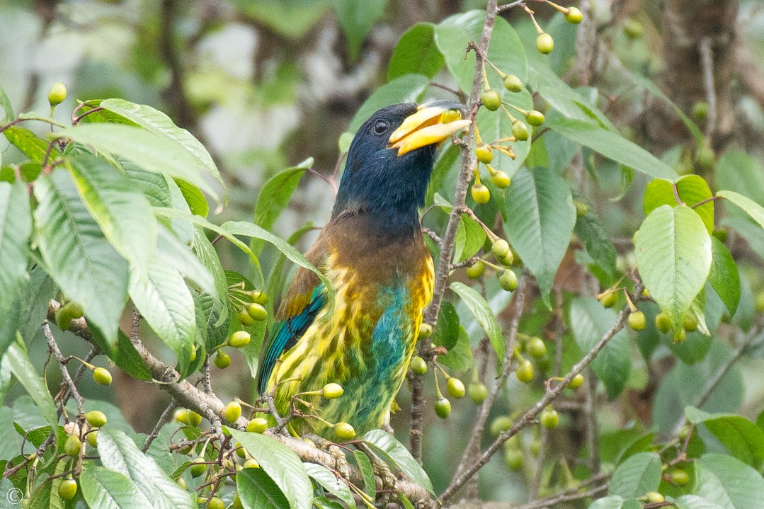 barbet velký - ML219519251