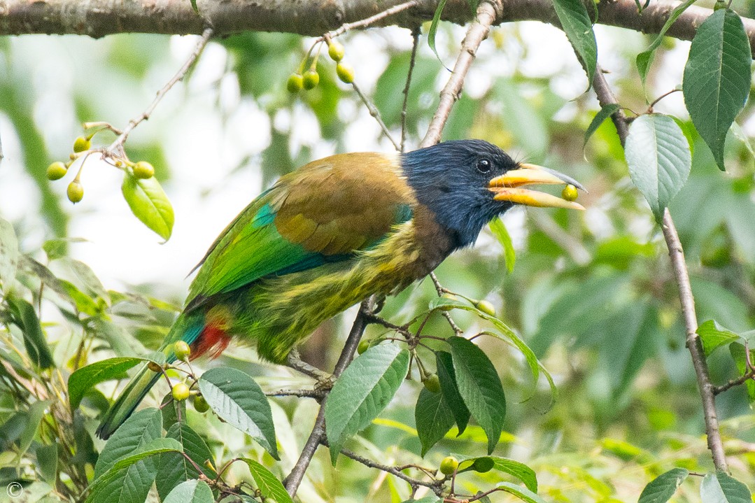 Büyük Barbet - ML219519261