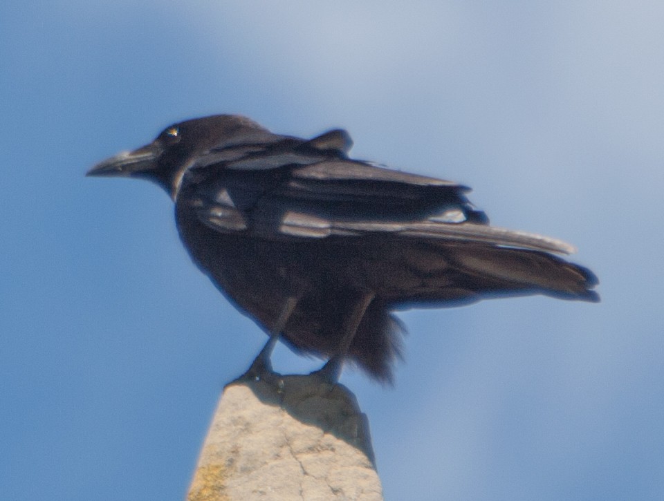 Carrion Crow - ML219520621