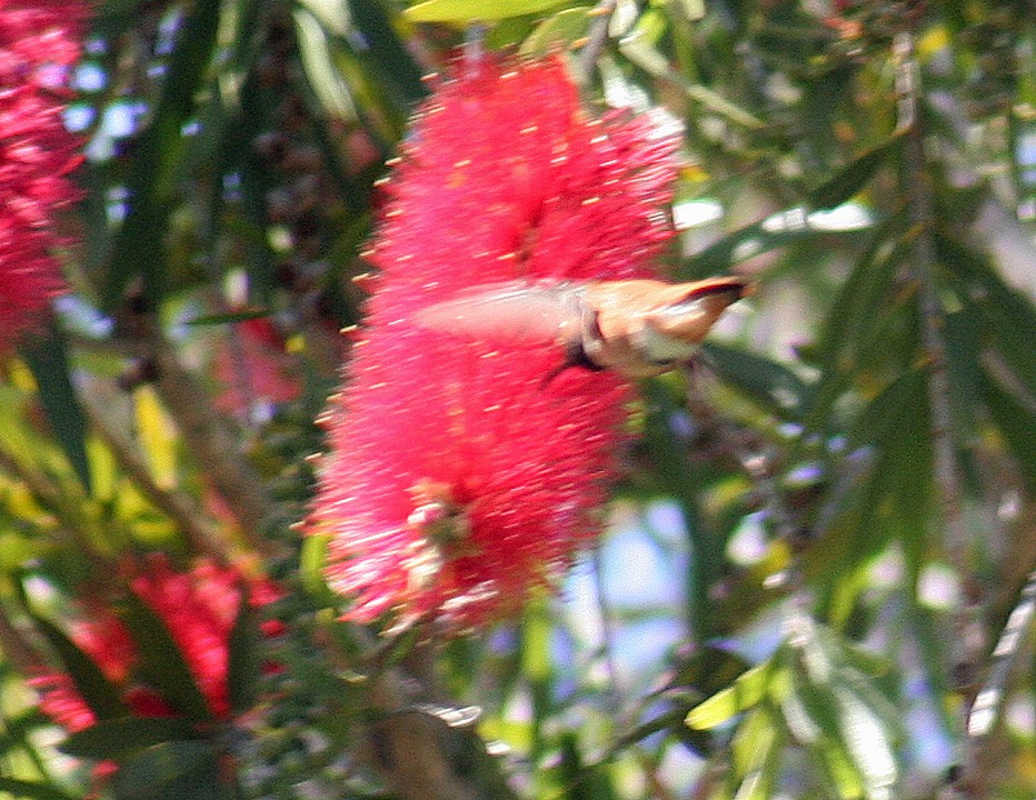 Rufous Hummingbird - ML219520641