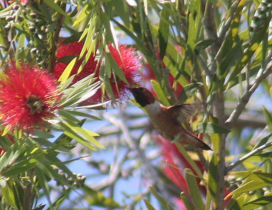 Rufous Hummingbird - ML219520651