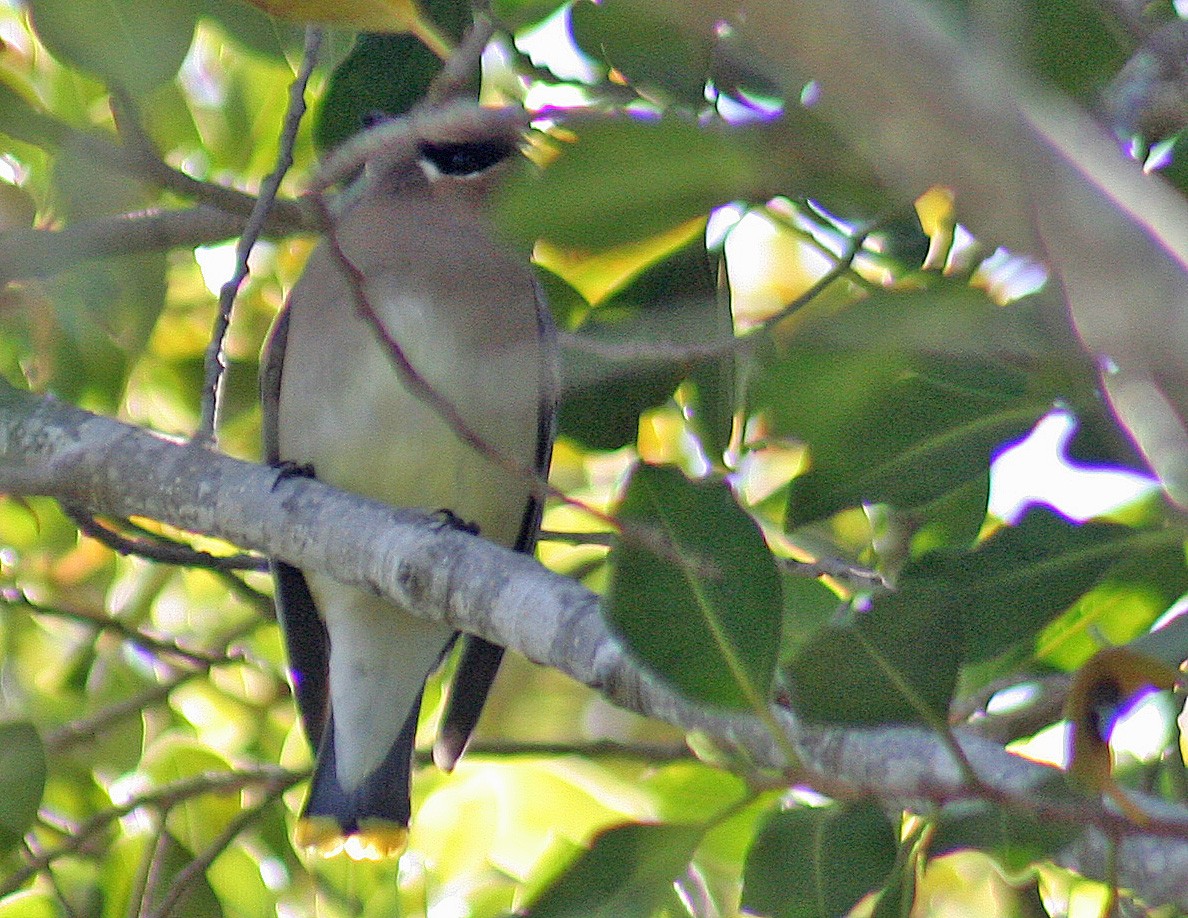 Cedar Waxwing - ML219520731