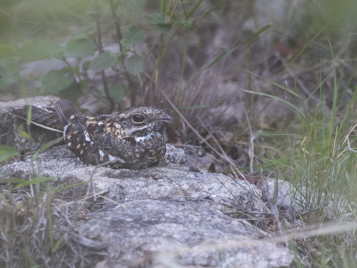Square-tailed Nightjar - ML219522621