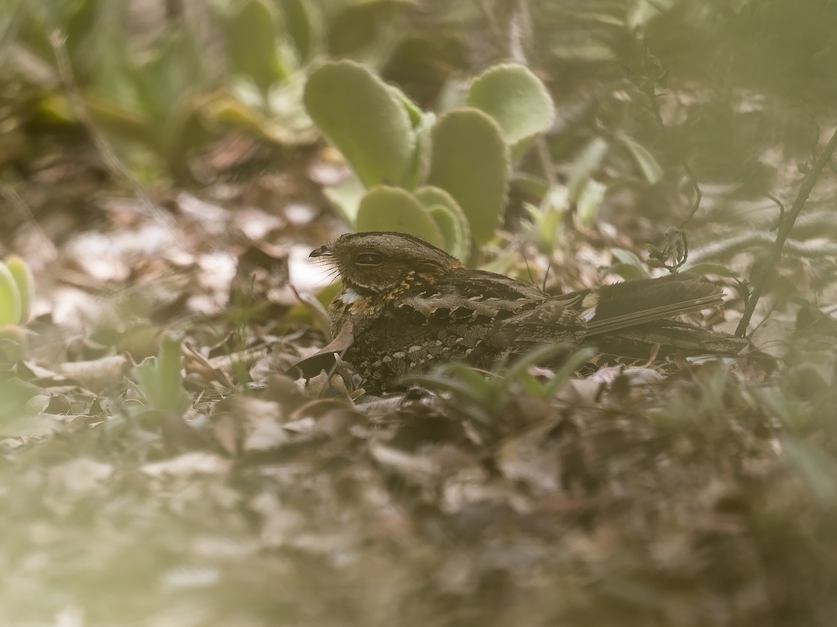 Fiery-necked Nightjar - ML219522631
