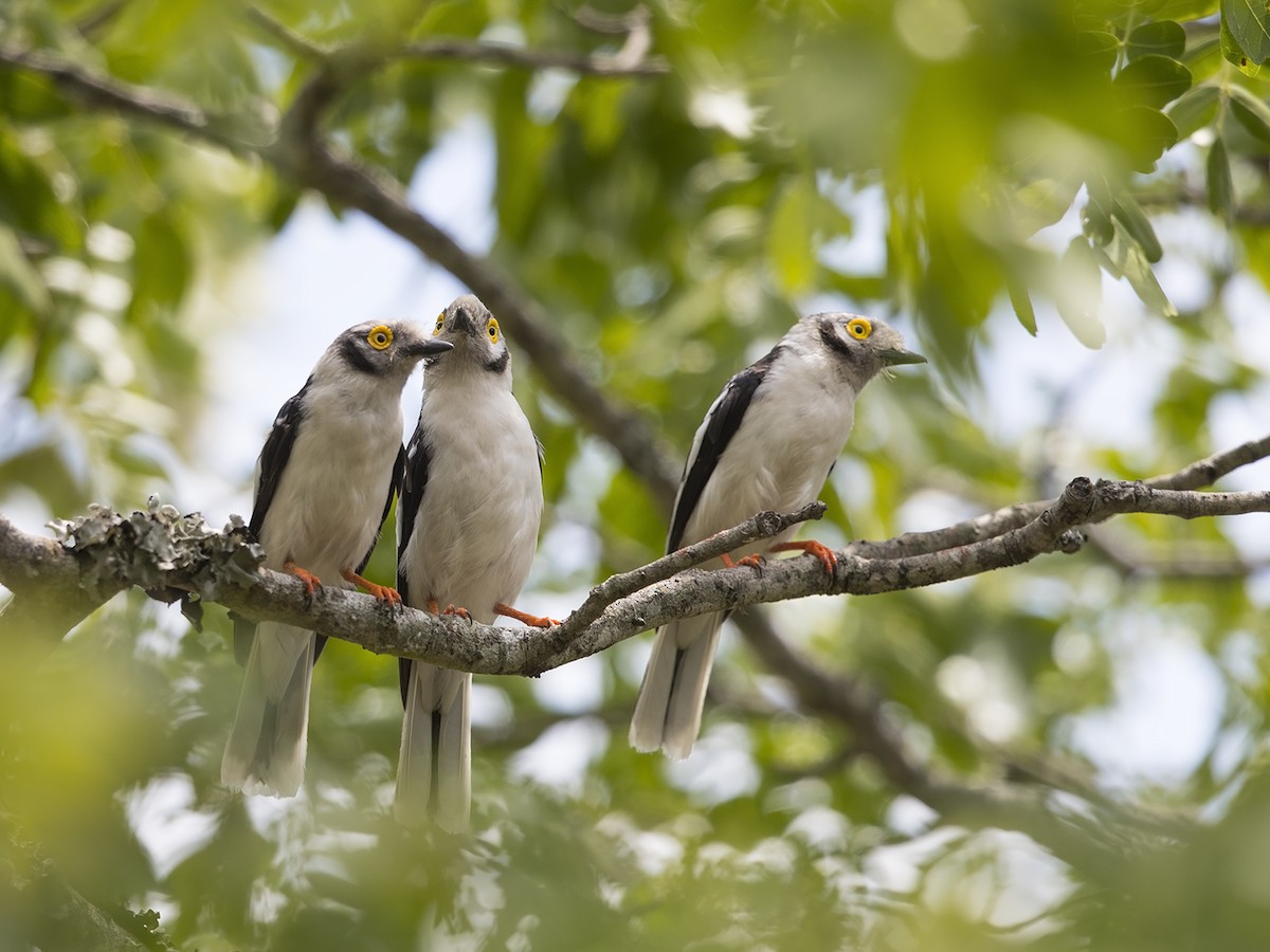 White-crested Helmetshrike - ML219522671