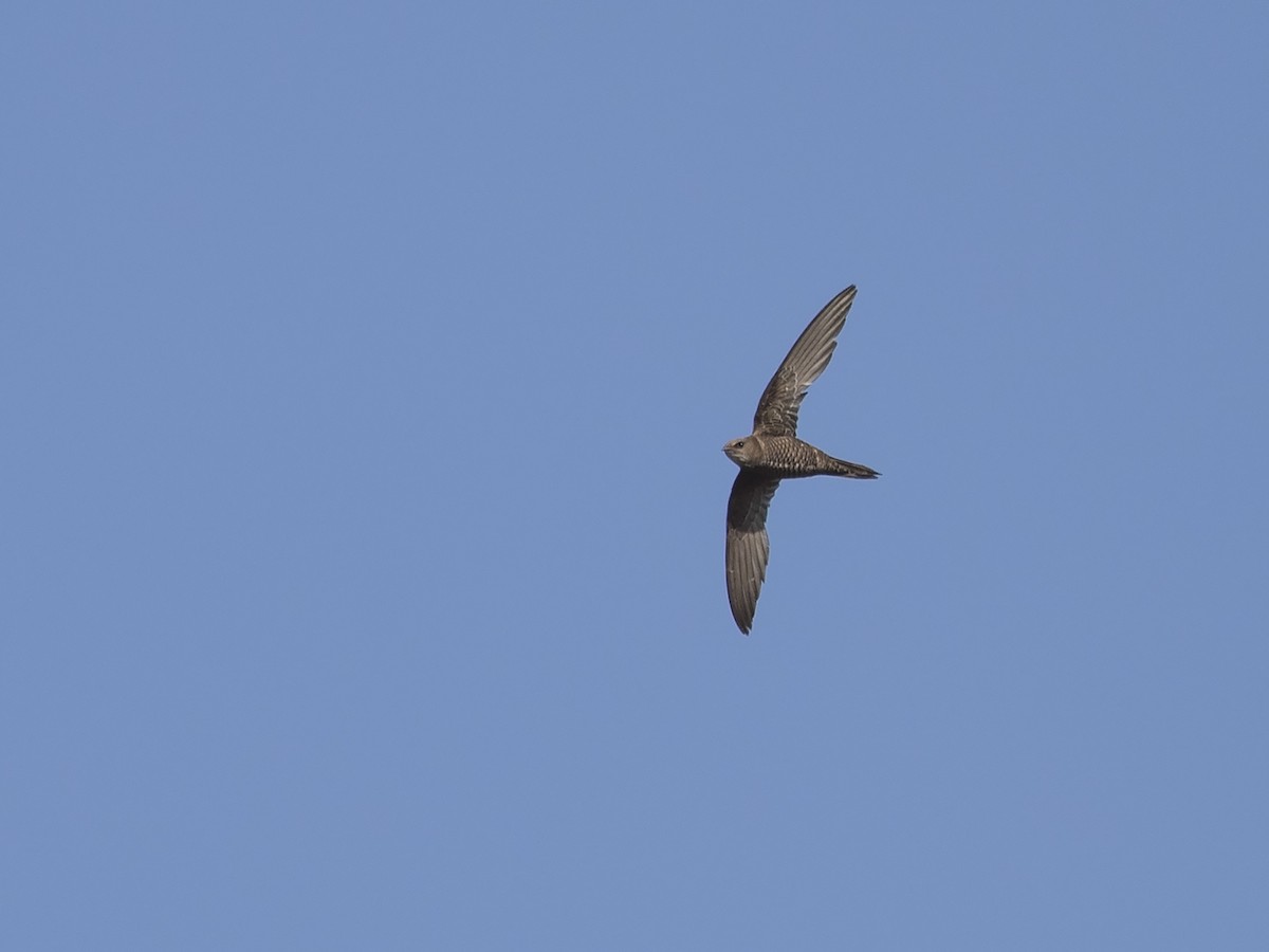 Mottled Swift - ML219523111