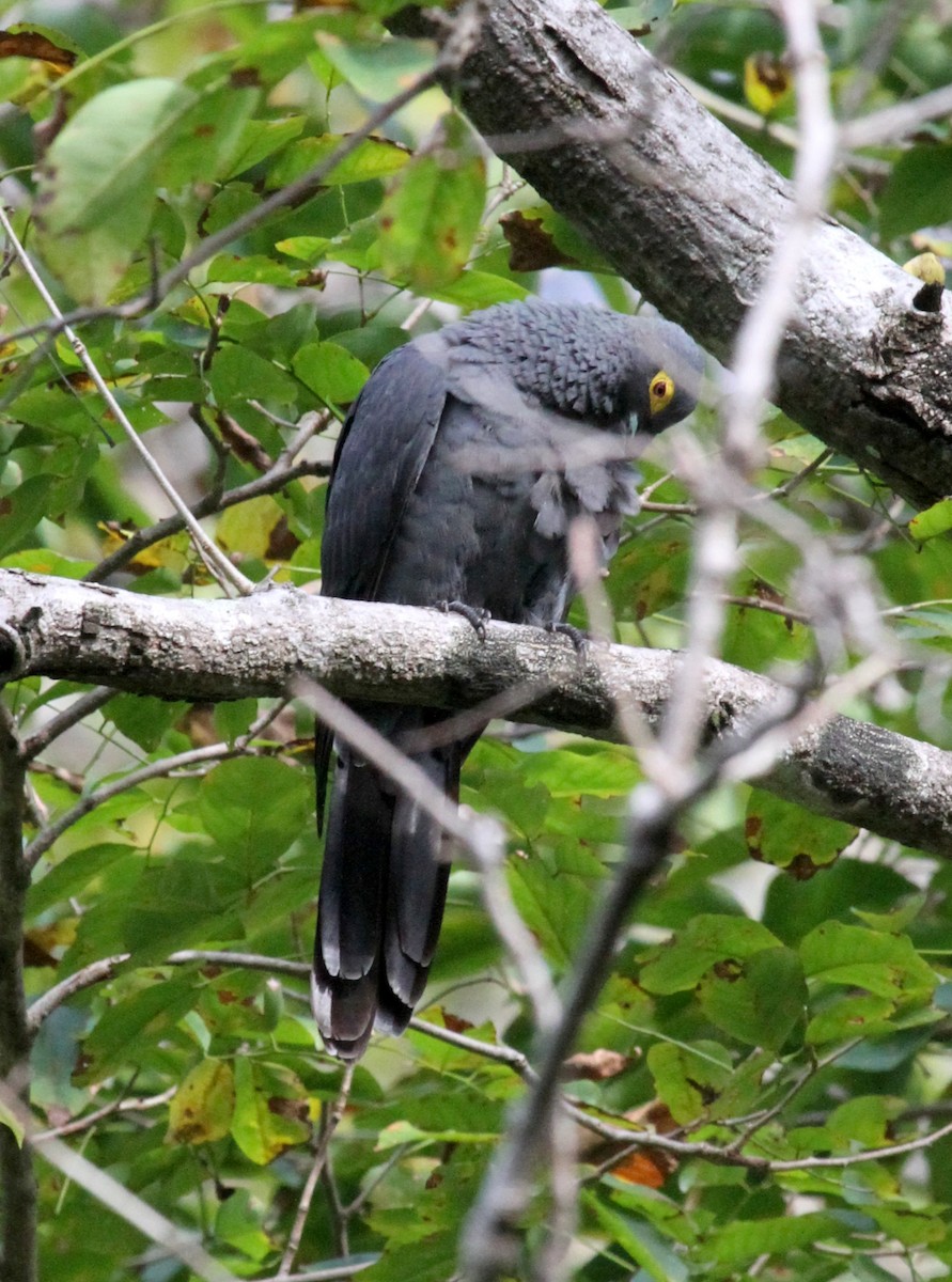 Slaty Cuckoo-Dove - ML219524061