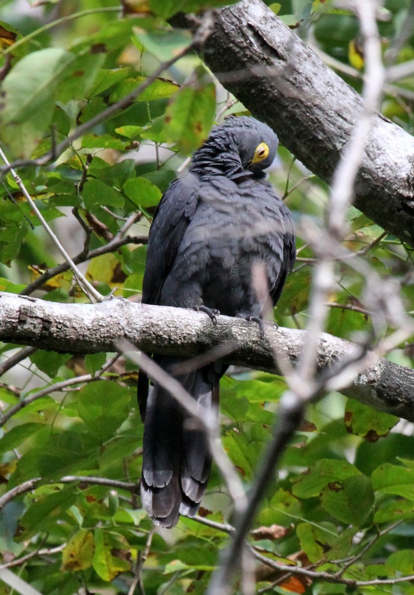 Slaty Cuckoo-Dove - ML219524071