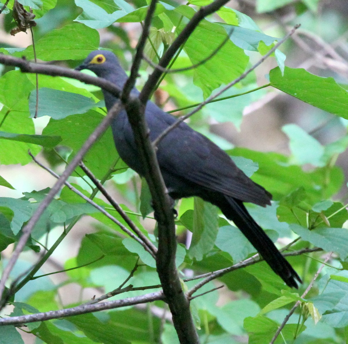 Slaty Cuckoo-Dove - ML219524081