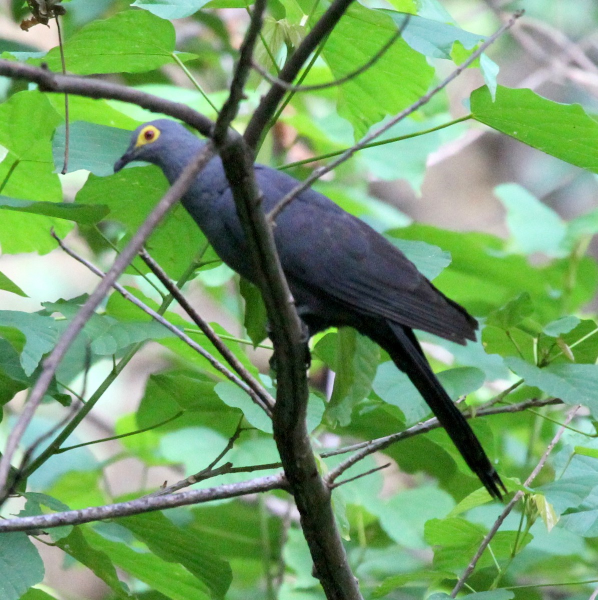 holub timorský - ML219524091