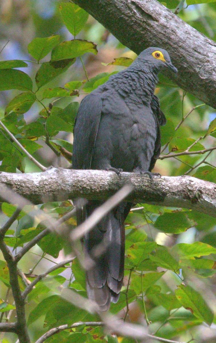 Slaty Cuckoo-Dove - ML219524101