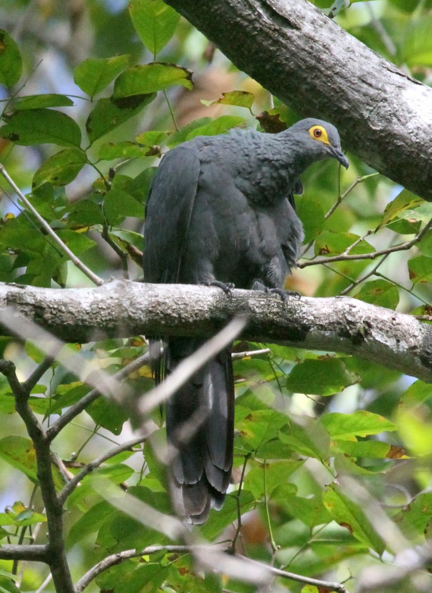 Slaty Cuckoo-Dove - ML219524121