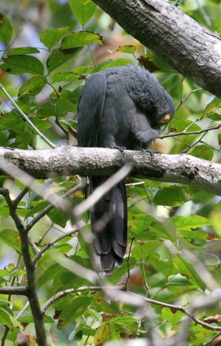 Slaty Cuckoo-Dove - ML219524131