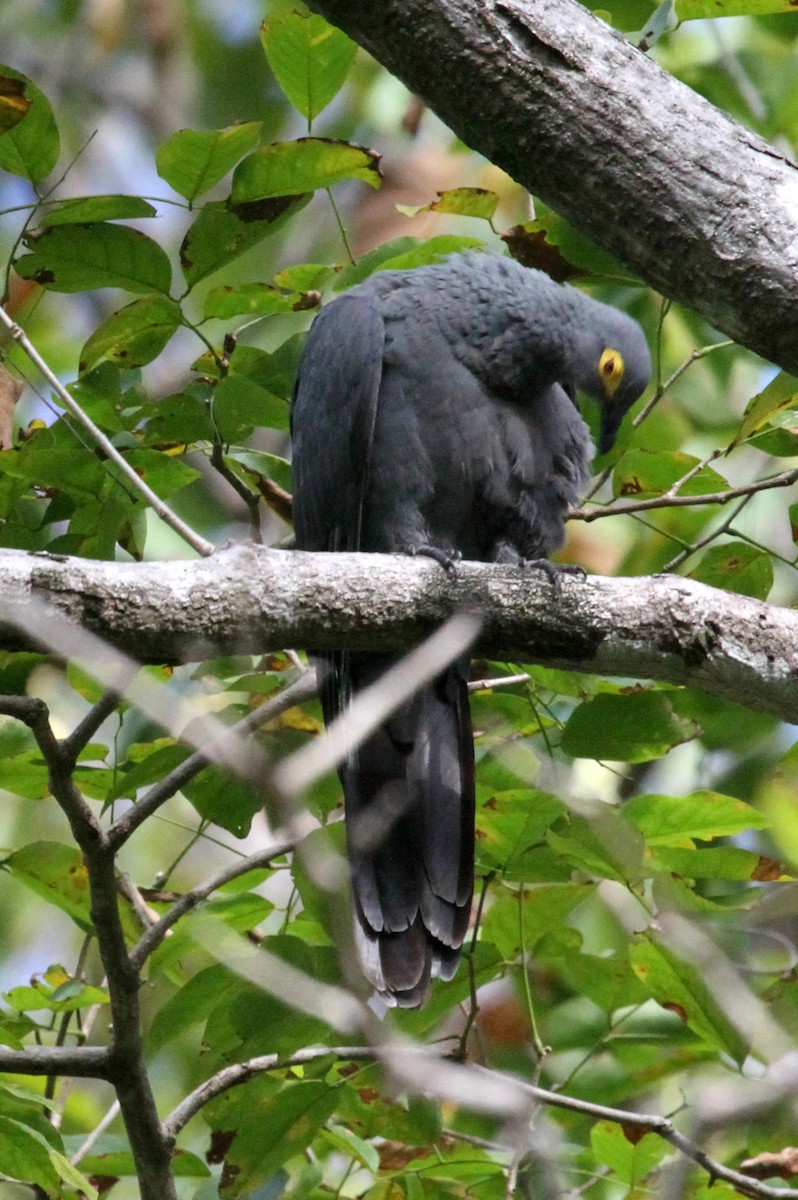 Slaty Cuckoo-Dove - ML219524151