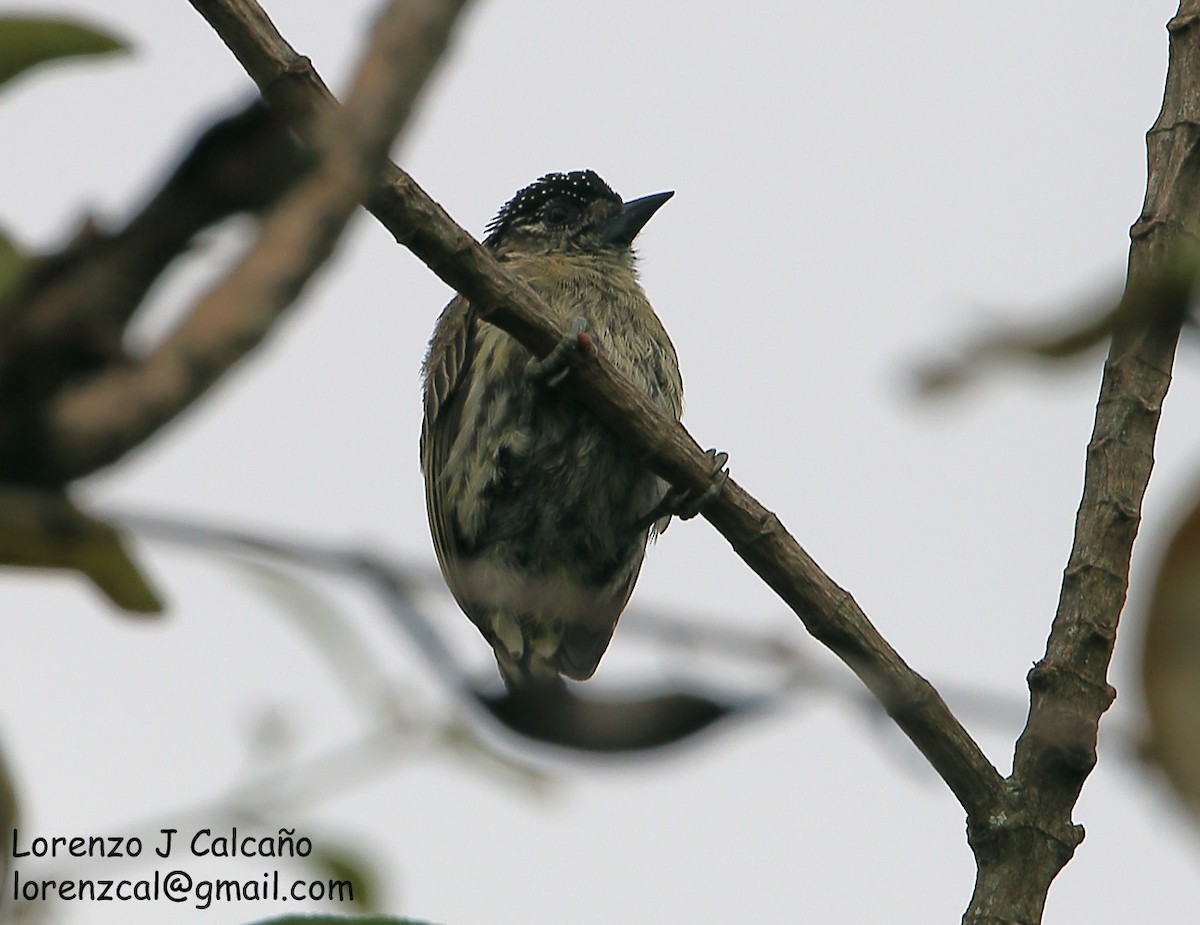 Olivaceous Piculet - Lorenzo Calcaño