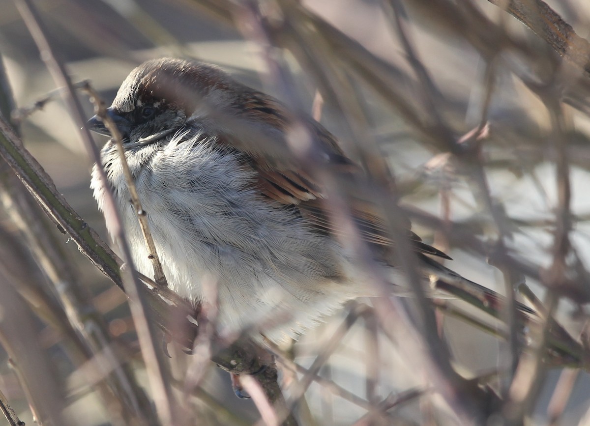 House Sparrow - sicloot