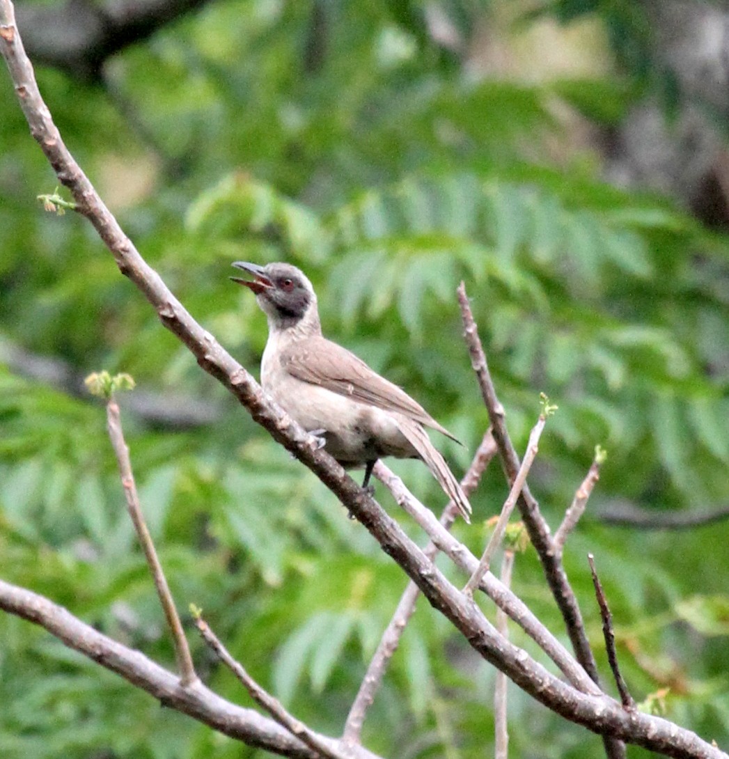 Wetar Oriole - Colin Trainor