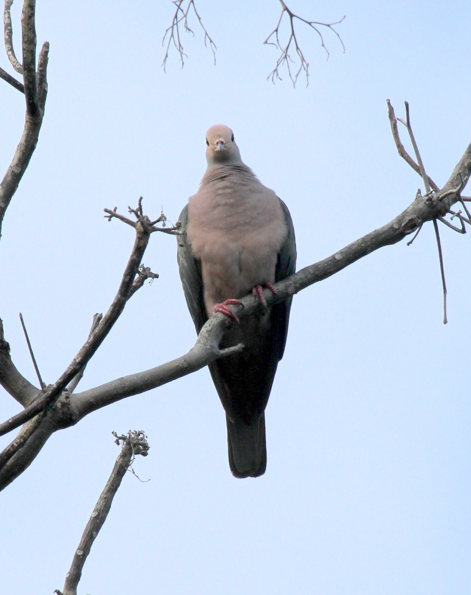 Pink-headed Imperial-Pigeon - Colin Trainor