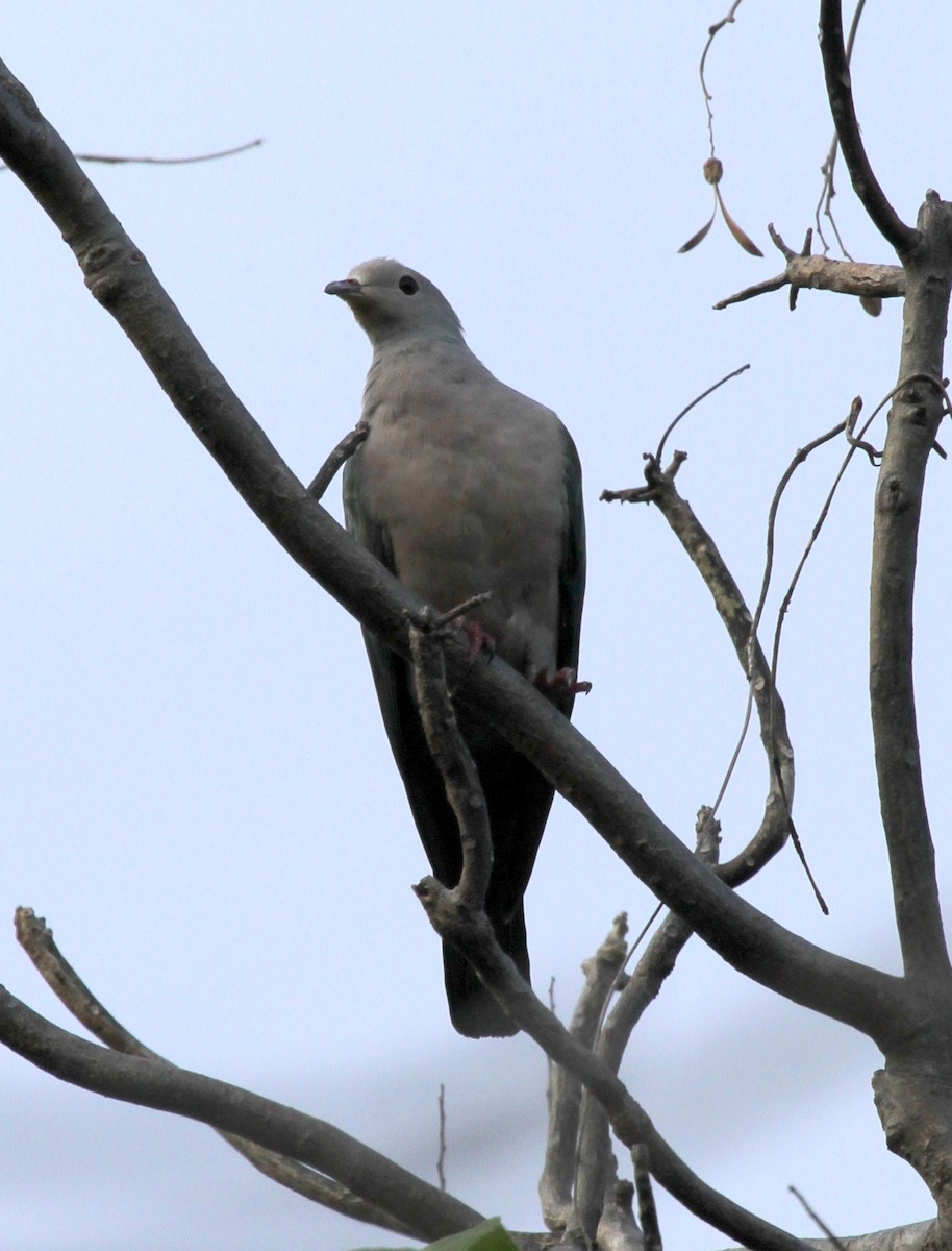 Pembe Başlı Has Güvercin - ML219524891