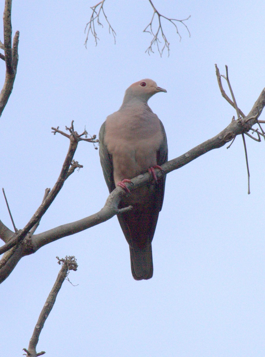 Pembe Başlı Has Güvercin - ML219524901