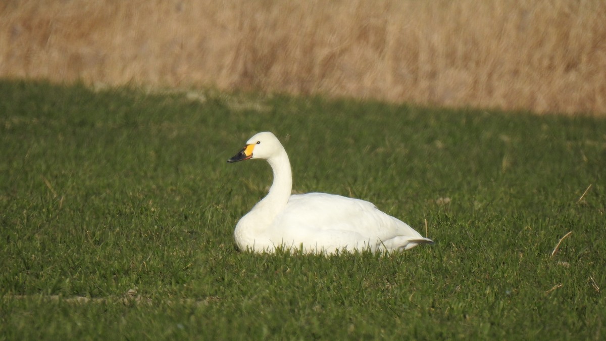 Tundra Swan (Bewick's) - ML219525171