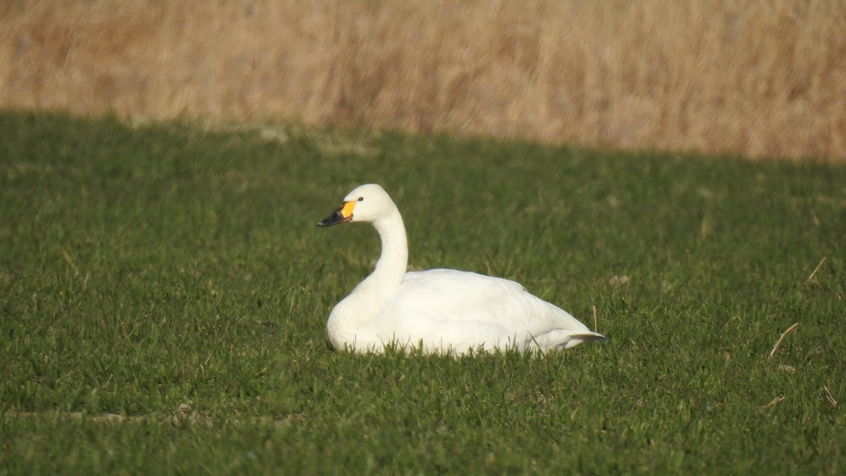 labuť malá (ssp. bewickii) - ML219525171