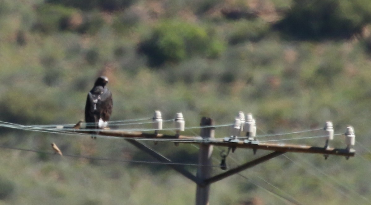 Verreaux's Eagle - Hendrik Swanepoel