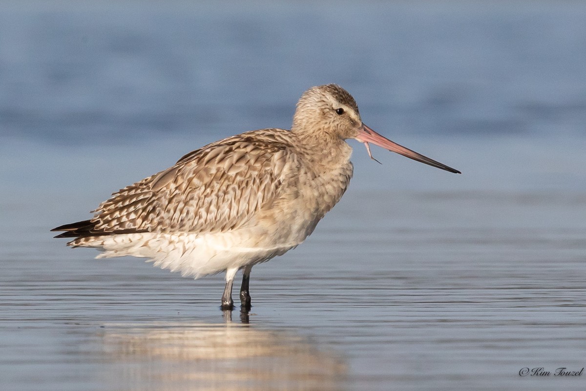 Bar-tailed Godwit - Kim Touzel